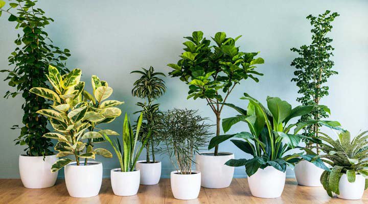 گیاهان را قبل از آوردن به خانه بررسی کنید