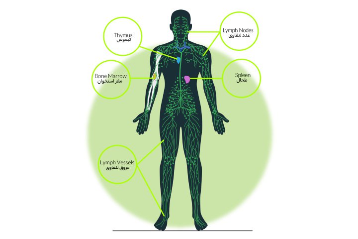 اجزای سیستم ایمنی بدن - چگونه سیستم ایمنی بدن را تقویت کنیم؟