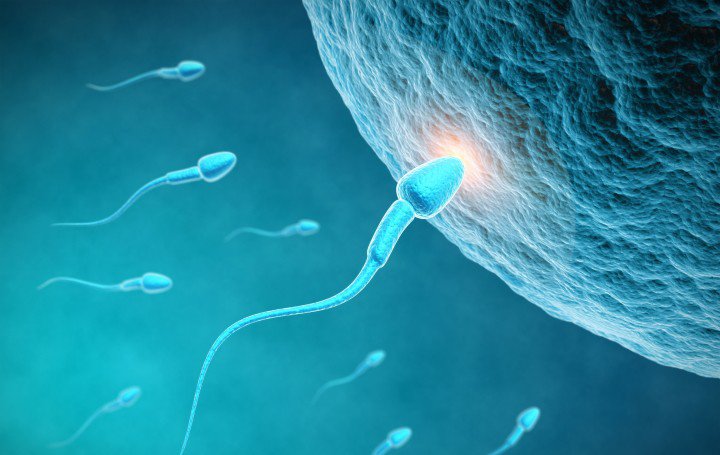 مراحل رشد جنین - نزدیک شدن اسپرم ها به تخمک