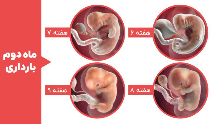 مراحل رشد جنین - ماه دوم بارداری