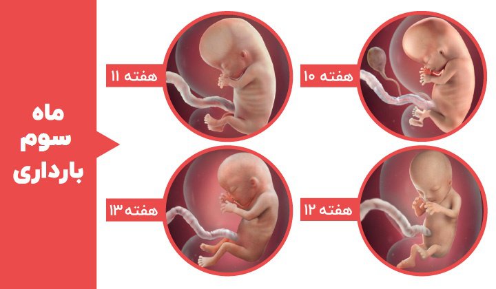 مراحل رشد جنین - ماه سوم بارداری