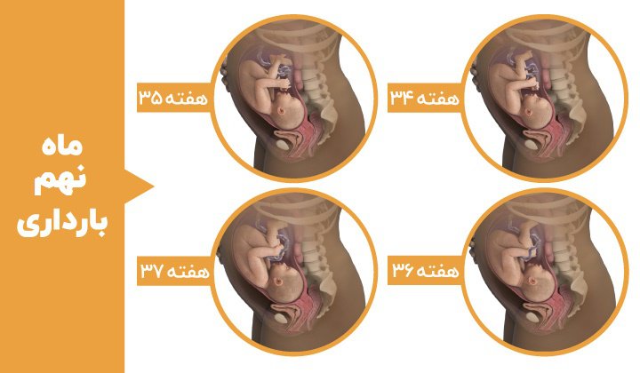 مراحل رشد جنین - ماه نهم بارداری