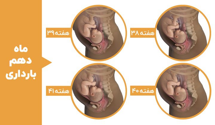 مراحل رشد جنین - ماه دهم بارداری