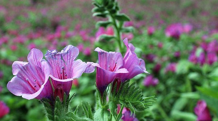 خواص گل گاوزبان - تأثیر عوامل محیطی بر گیاه گل گاوزبان