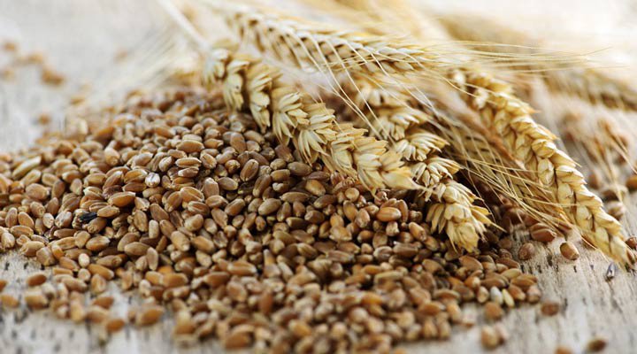 سبوس گندم از بهترین منابع پری بیوتیک محسوب می‌شود.