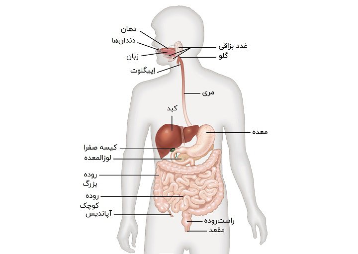 توالت ایرانی یا فرنگی - عملکرد دستگاه گوارش