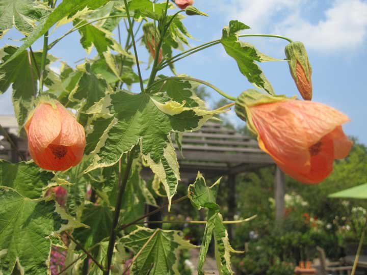 گل رونده برگ نمدی - انواع گل رونده