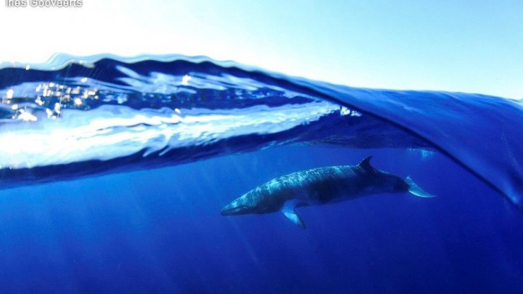 برنده مسابقه عکاسی زیر آب سال ۲۰۲۰ مشخص شد