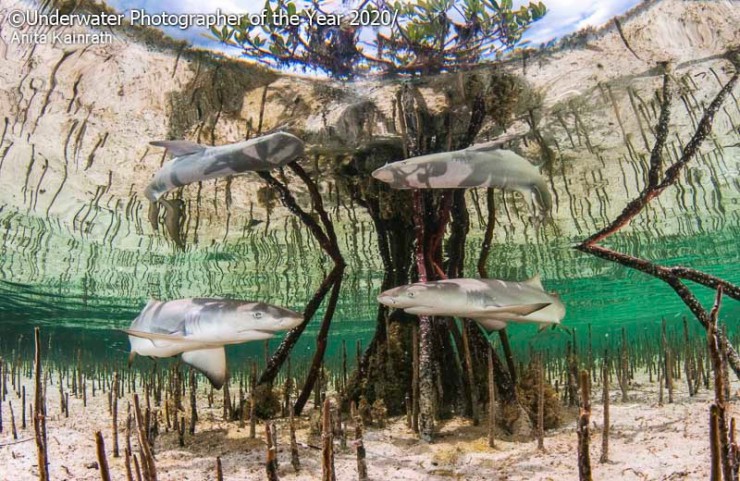 مسابقه عکاسی زیر آب سال ۲۰۲۰