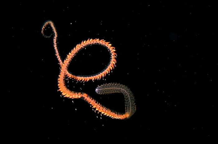 کشف موجود لوله‌ای شکل عجیب در اعماق آب‌های استرالیا [تماشا کنید]