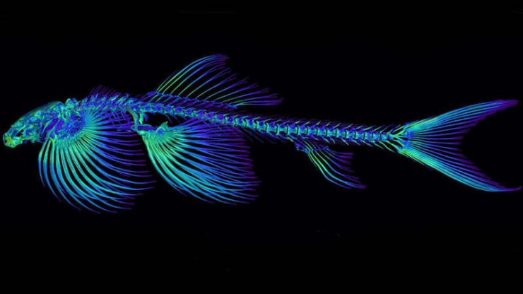 شناسایی ۱۰ گونه جدید ماهی که میتوانند روی خشکی راه بروند