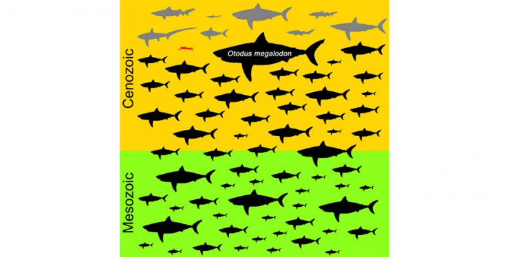 تحقیق جدید تأیید کرد: کوسه مگالودون بزرگترین شکارچی اقیانوس‌‌ها بوده است