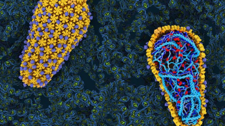 دانشمندان مراحل اولیه ابتلا به ویروس HIV را درون لوله آزمایش بازسازی کردند