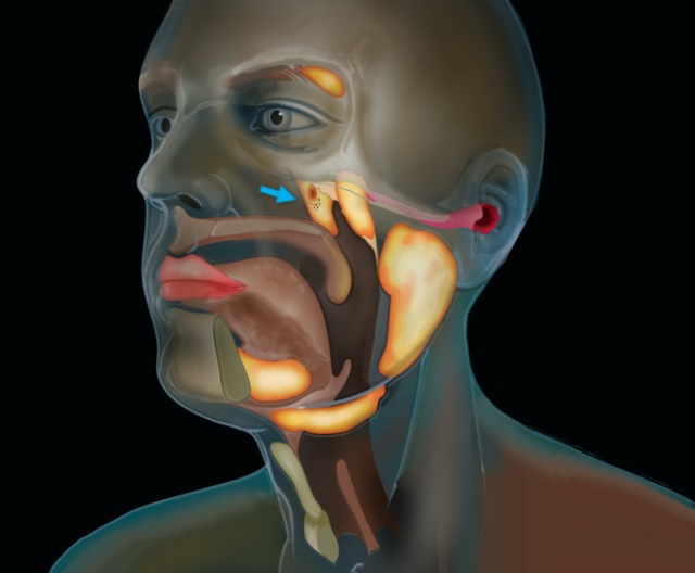 دانشمندان اندامی جدید را در گلو کشف کردند