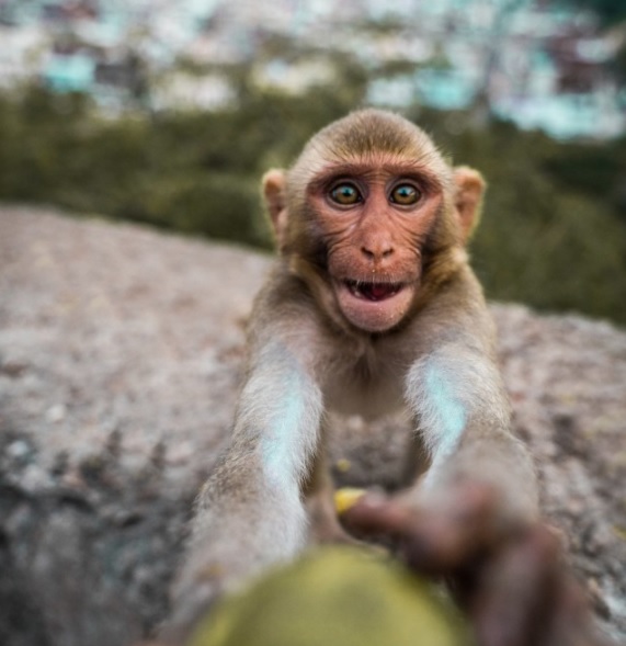بهترین عکس‌های حیوانات از نگاه آگورا در سال 2020