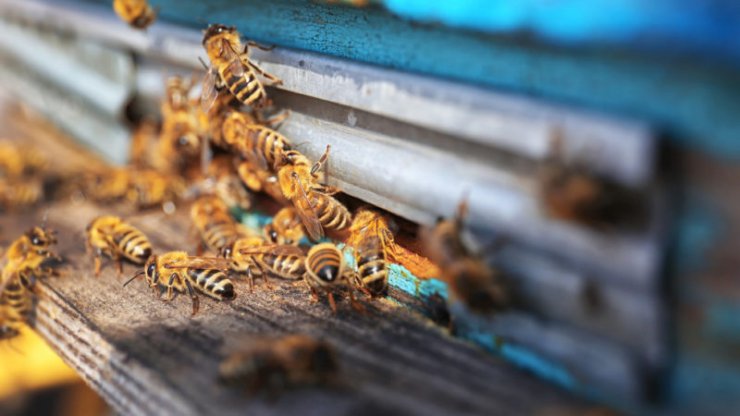 ابداع روشی که آفت‌کش‌های مضر برای زنبورها را سریعا در عسل شناسایی می‌کند