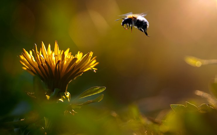 ابداع روشی که آفت‌کش‌های مضر برای زنبورها را سریعا در عسل شناسایی می‌کند