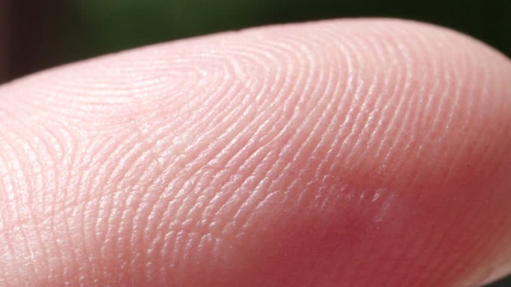 محققان نقش دو مکانیزم پیچیده تنظیم رطوبت در نوک انگشتان را فاش کردند