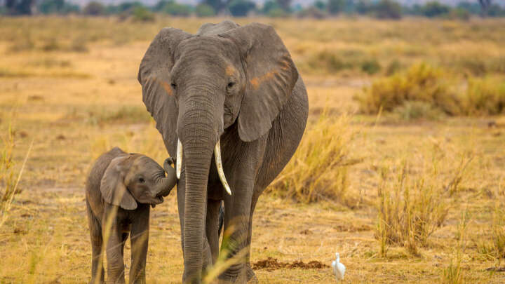 محققان علت مقاومت خارق‌العاده فیل‌ها در برابر ابتلا به سرطان را کشف کردند
