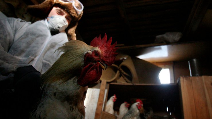 روسیه اولین موارد ابتلای انسانی به گونه H5N8 آنفلوانزای پرندگان جهان را گزارش کرد