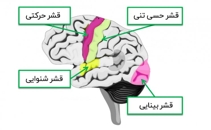 معمای زیبایی: چگونه مغز به زیبایی پاسخ ‌می‌دهد؟