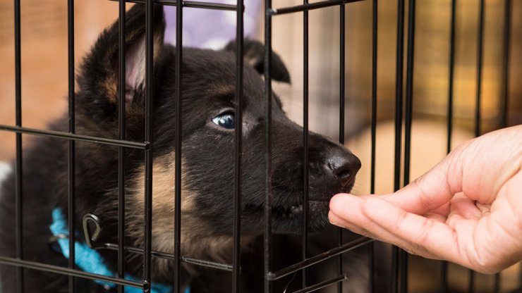 Crate training 101 | The Humane Society of the United States