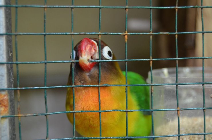 Here's Why There's No Such Thing as 'Caged Birds' | PETA