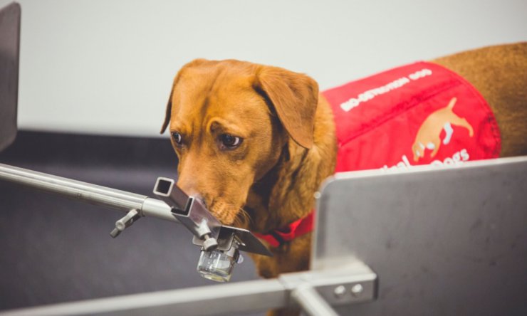 توسعه یک «بینی رباتیک» که با تقلید از سگ‌ها، سرطان را بو می‌کشد