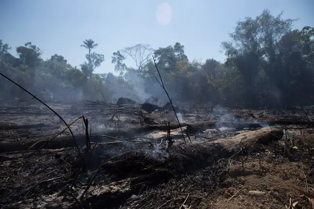 هشدار محققان: جنگل آمازون احتمالا خود به عامل گرمایش زمین تبدیل شده است