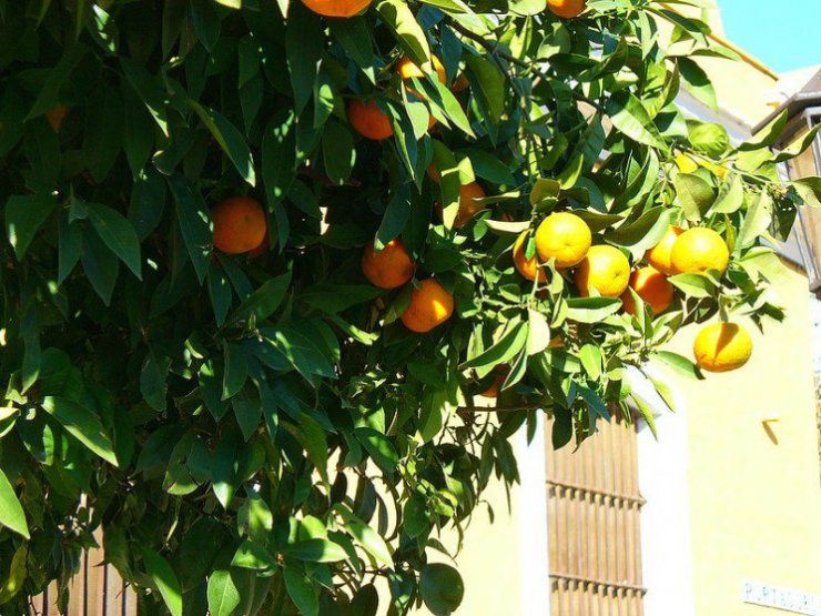 انرژی ۱۰۰ درصد طبیعی: چطور می‌توان از میوه‌ها الکتریسیته گرفت؟
