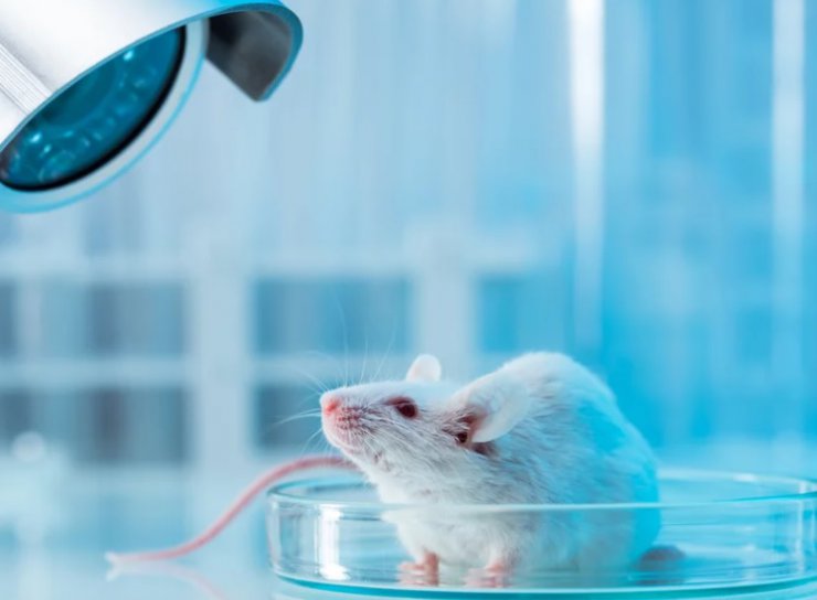 صداهایی که موش‌های توهم‌زده می‌شنوند به درمان توهم در انسان‌ها کمک می‌کند