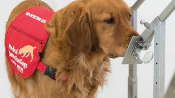 سگ‌ها با دقت ۹۶ درصد ابتلا به ویروس کرونا را تشخیص می‌دهند