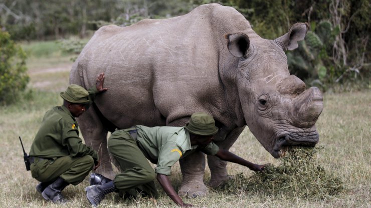 Image result for white northern rhino