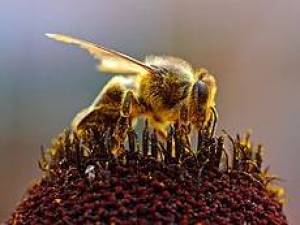 بزرگترین زنبور جهان کشف شد عکس