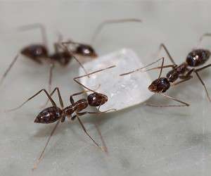 روشی عالی برای دور کردن همه مورچه از خانه