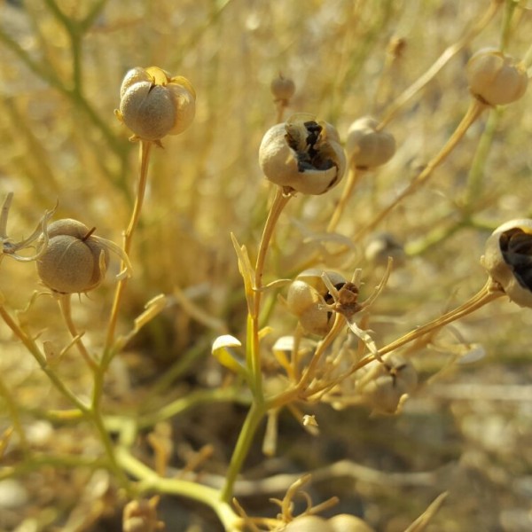 خواص درمانی اسپند