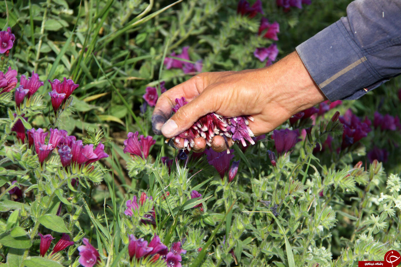 دورهمی گیاهان دارویی