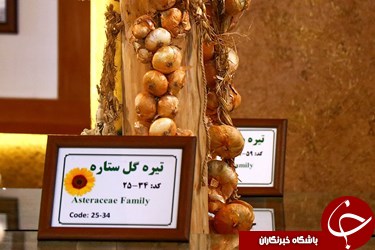 دورهمی گیاهان دارویی