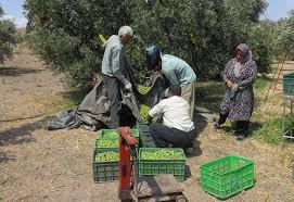 پربرکت همچون زیتون/ به نام ایران... به کام ایران