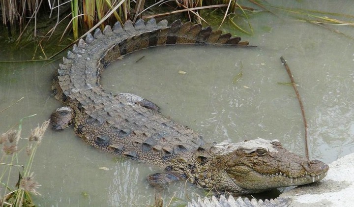 ااااا ااااا