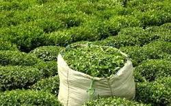 محبی///پرداخت بیش از ۹۸ درصد مطالبات چای کاران/ ۵۸ میلیارد تومان تسهیلات در اختیار ۱۰ هزار چای کار قرار گرفت