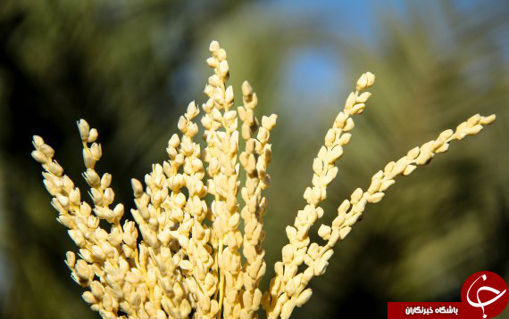 گرده افشانی در ۹۰ درصد نخلستانهای بوشهر انجام شد گرده افشانی در ۹۰ درصد نخلستانهای بوشهر انجام شد