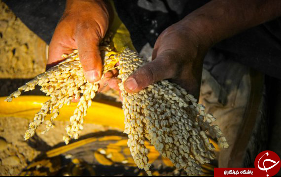 گرده افشانی در ۹۰ درصد نخلستانهای بوشهر انجام شد گرده افشانی در ۹۰ درصد نخلستانهای بوشهر انجام شد