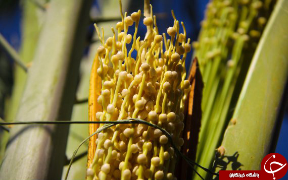 گرده افشانی در ۹۰ درصد نخلستانهای بوشهر انجام شد گرده افشانی در ۹۰ درصد نخلستانهای بوشهر انجام شد