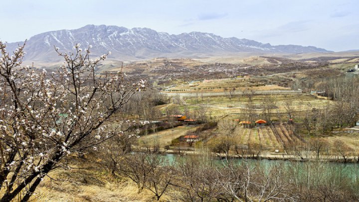 باغات چهارمحال و بختیاری با کشت نهال‌های جدید احیا می‌شوند