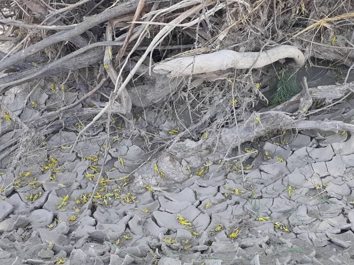 آغاز مبارزه با ملخ صحرایی در مزارع جنوب کرمان