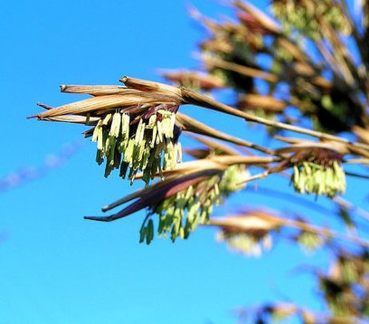 پدیده اسرارآمیز گل دادن بامبو (+عکس)