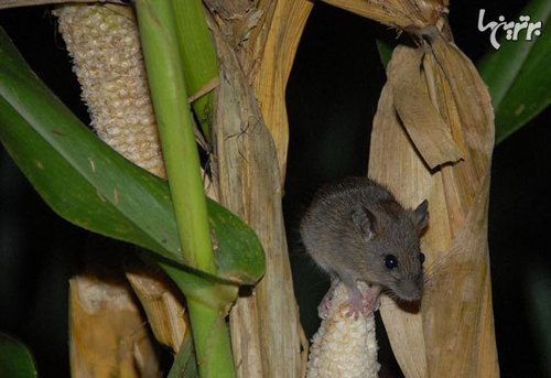 پدیده اسرارآمیز گل دادن بامبو (+عکس)