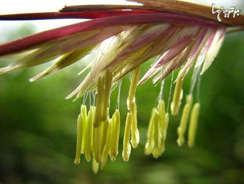 پدیده اسرارآمیز گل دادن بامبو (+عکس)