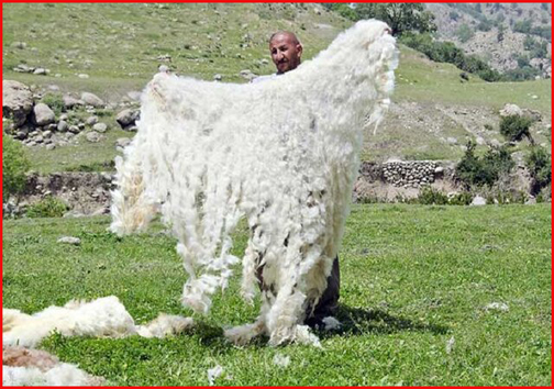 پشم، لباسی بر تن گوسفند که دلالان را پیروز میدان می‌کند/نگهبانان کوه و دشت در انتظار نگاه مهربان مسئولان